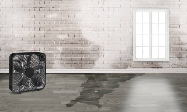 Best Water damage restoration experts  in Butler, AL